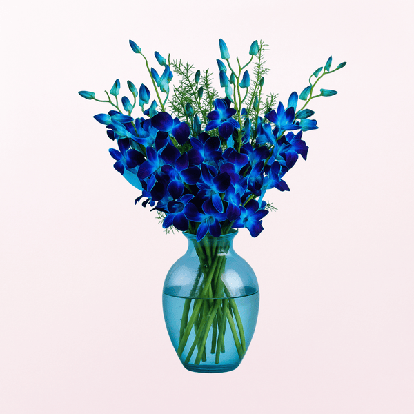 Bloomy  Blue Orchid on a Glass Vase